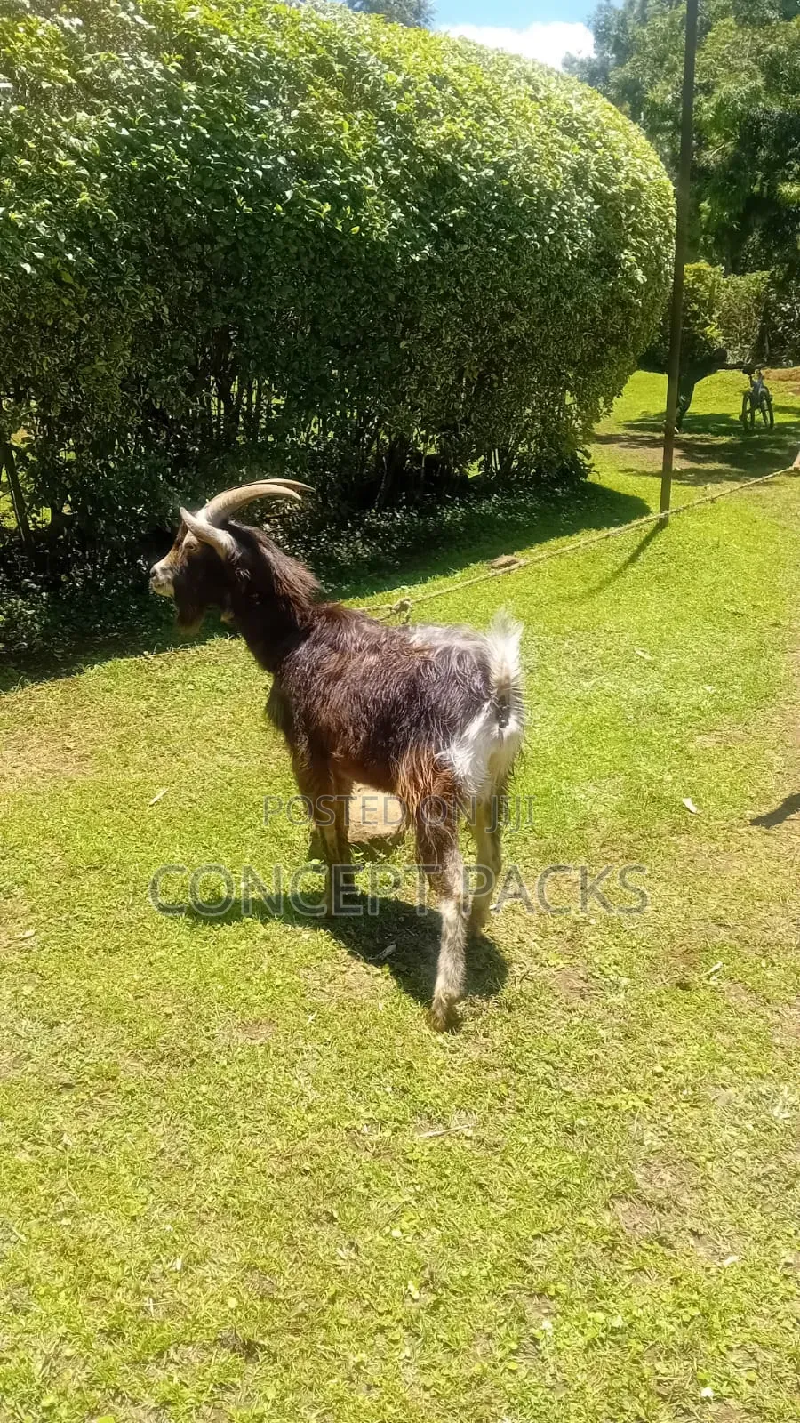 German Alpine Male Goat/ Buck