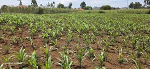 1⁄4 Plot for Sale Eldoret Wingsdrive Chepkoilel