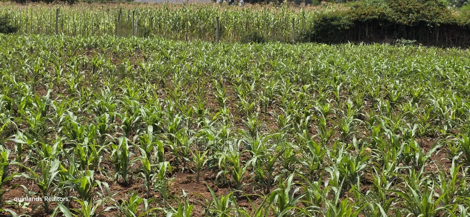 1⁄4 Plot for Sale Eldoret Wingsdrive Chepkoilel