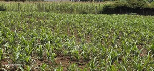 1⁄4 Plot for Sale Eldoret Wingsdrive Chepkoilel