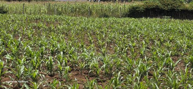 1⁄4 Plot for Sale Eldoret Wingsdrive Chepkoilel - thumbnail 4
