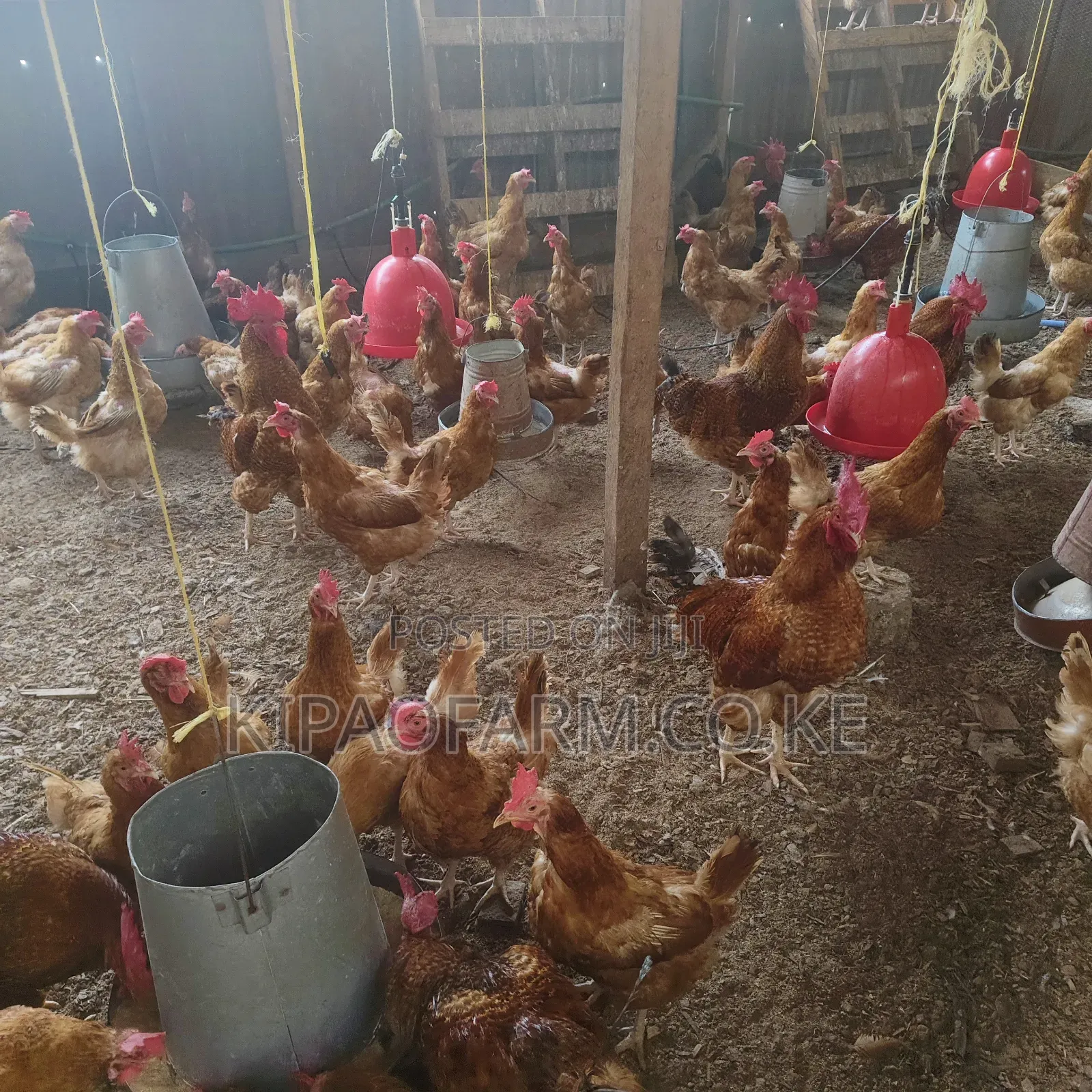 Improved Kienyeji Chicken for Meat