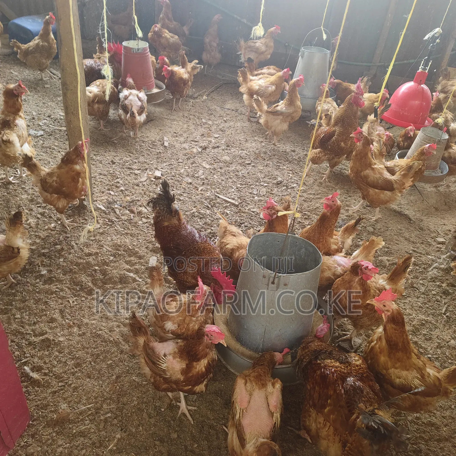 Improved Kienyeji Chicken for Meat