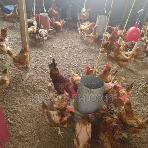 Improved Kienyeji Chicken for Meat