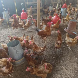 Improved Kienyeji Chicken for Meat