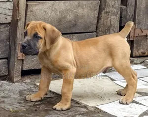 1-3 months Male Purebred Boerboel