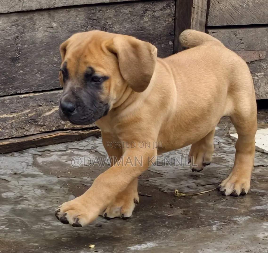 1-3 months Female Purebred Boerboel