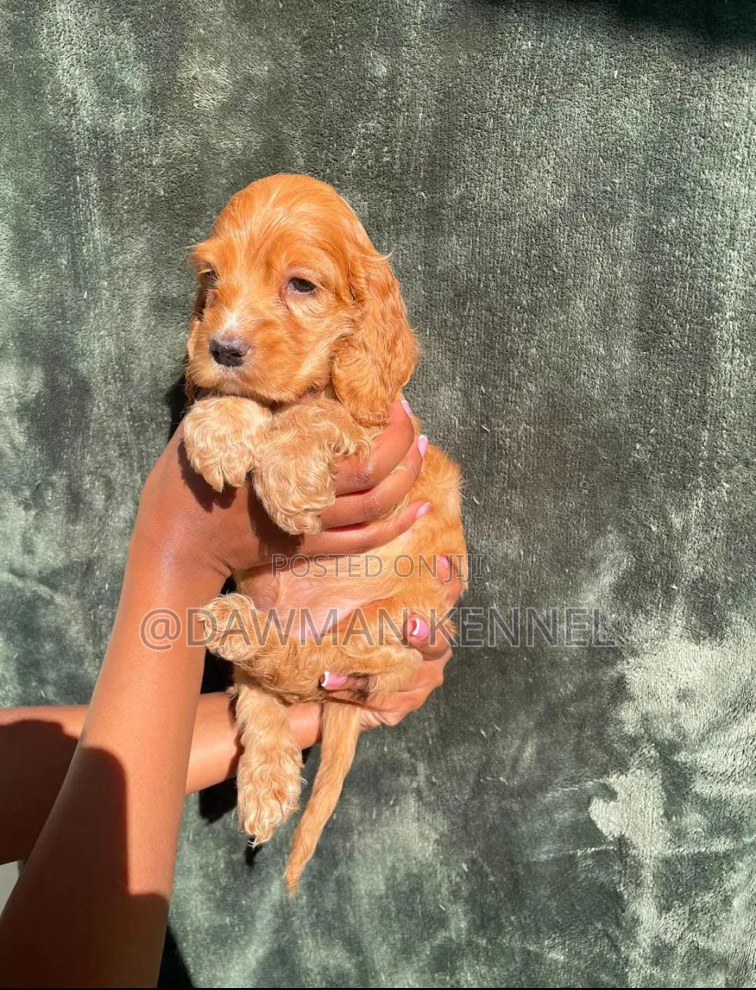 1-3 months Male Purebred Cocker Spaniel