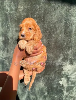 1-3 months Male Purebred Cocker Spaniel