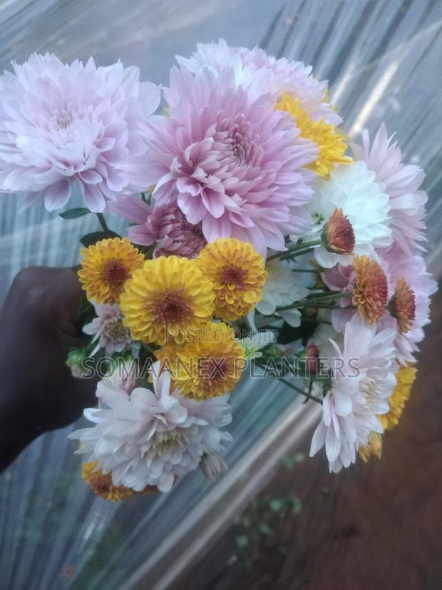 Somaanex Flowers Decorations - thumbnail 12