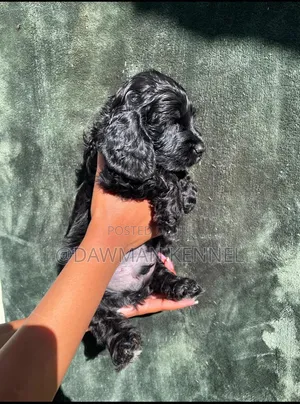 1-3 months Female Purebred English Cocker Spaniel