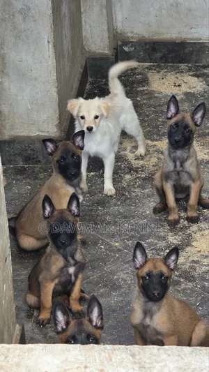 1-3 months Male Purebred Belgian Malinois