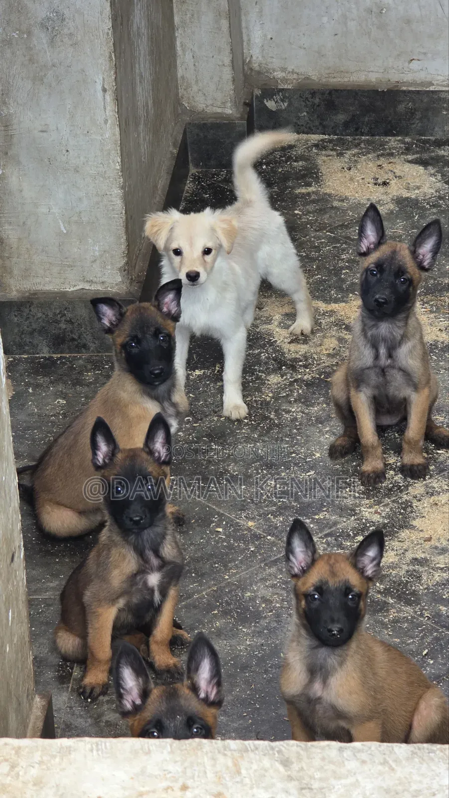 1-3 months Male Purebred Belgian Malinois