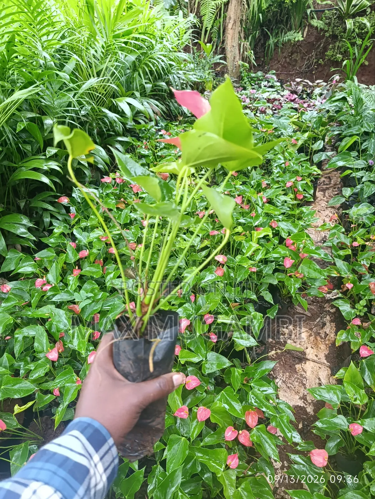 Red and Purple Anthuriums