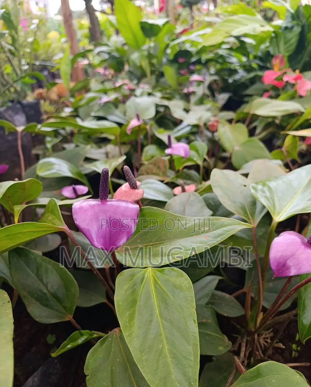 Red and Purple Anthuriums
