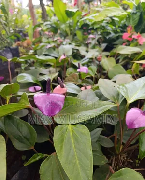 Red and Purple Anthuriums