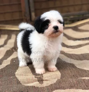 1-3 months Male Purebred Havanese