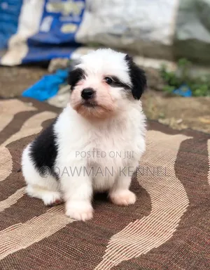 1-3 months Male Purebred Havanese
