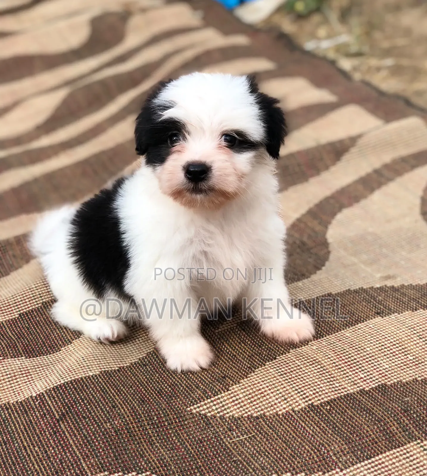 1-3 months Male Purebred Havanese