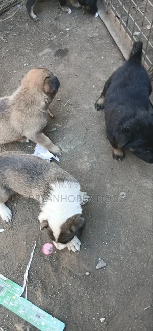 1-3 months Male Mixed Breed Belgian Sheepdog