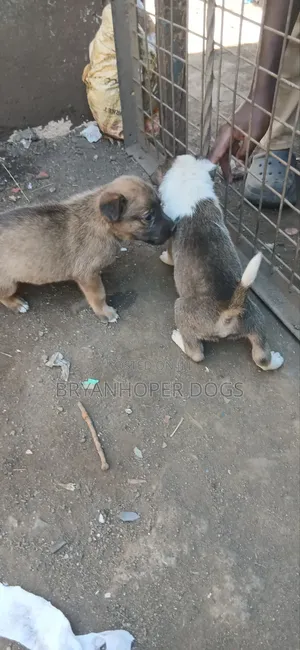 1-3 months Male Mixed Breed Belgian Sheepdog