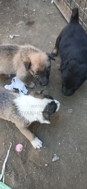 1-3 months Male Mixed Breed Belgian Sheepdog