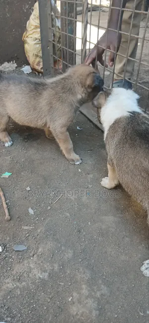 1-3 months Male Mixed Breed Belgian Sheepdog