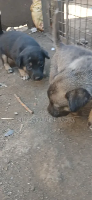 1-3 months Female Mixed Breed Belgian Sheepdog