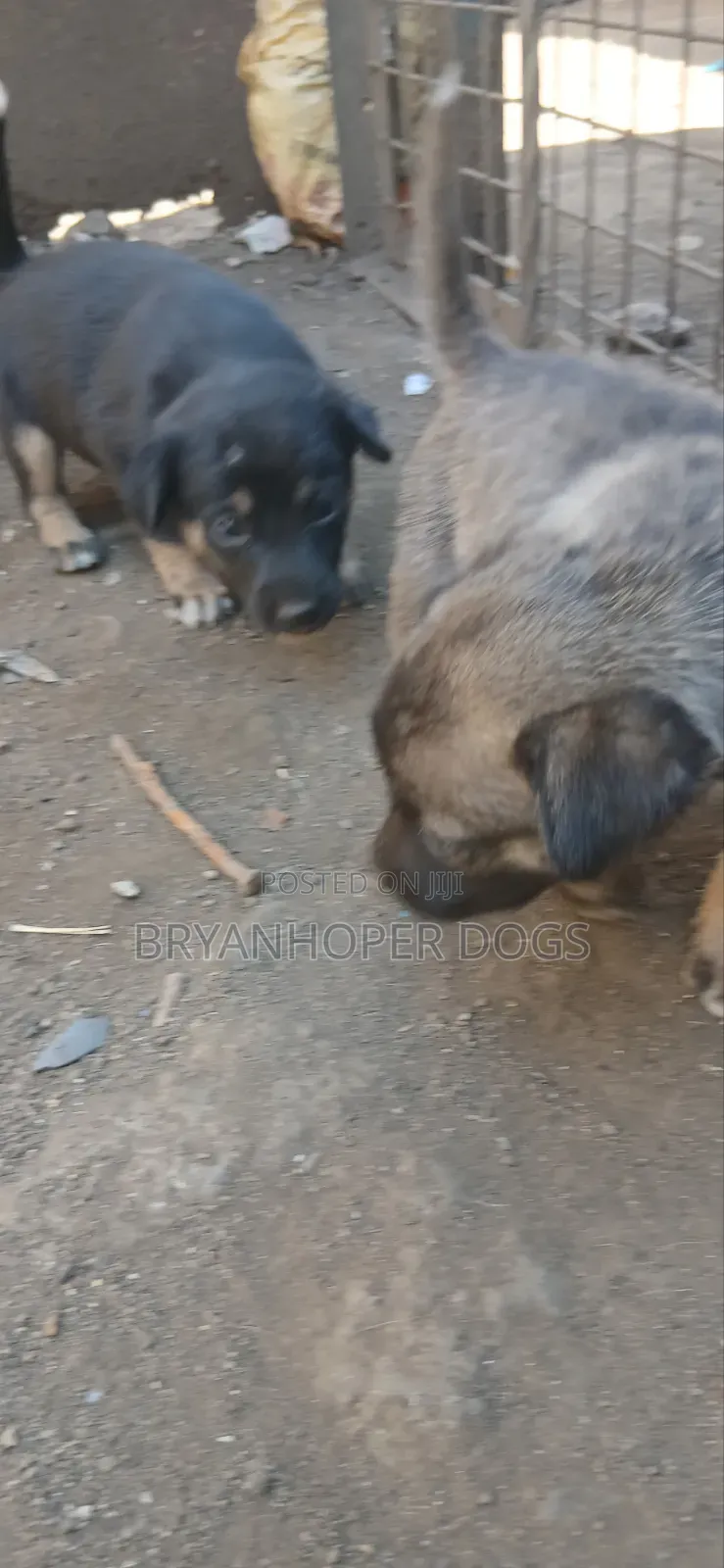 1-3 months Female Mixed Breed Belgian Sheepdog