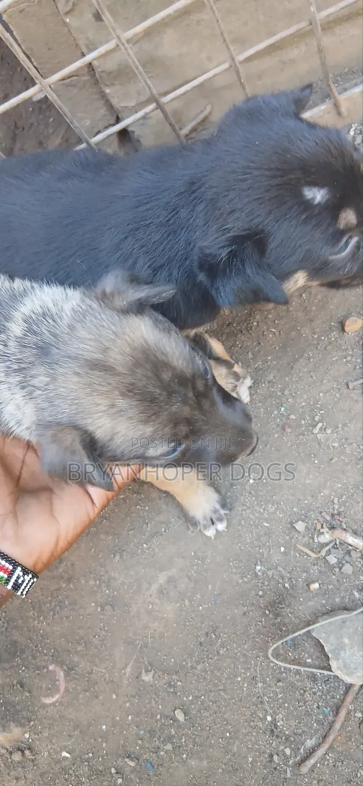 1-3 months Female Mixed Breed Belgian Sheepdog