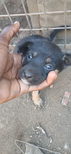 1-3 months Female Mixed Breed Belgian Sheepdog