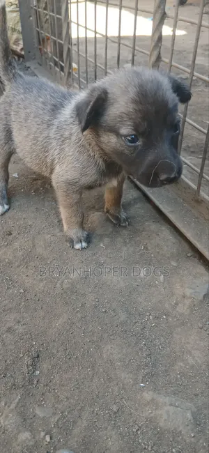 1-3 months Female Mixed Breed Belgian Sheepdog