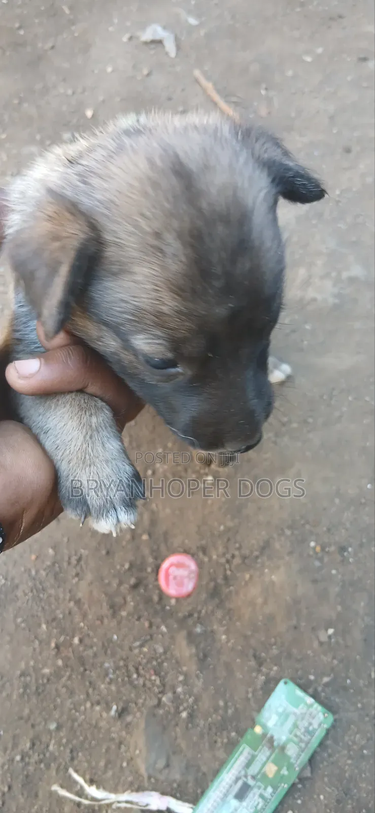 1-3 months Female Mixed Breed Belgian Sheepdog