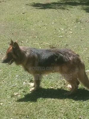1+ year Male Purebred German Shepherd