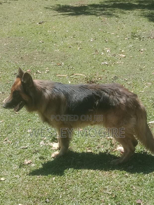 1+ year Male Purebred German Shepherd