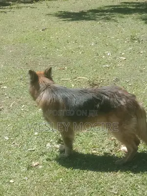 1+ year Male Purebred German Shepherd