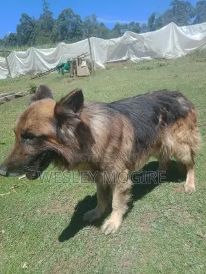 1+ year Male Purebred German Shepherd