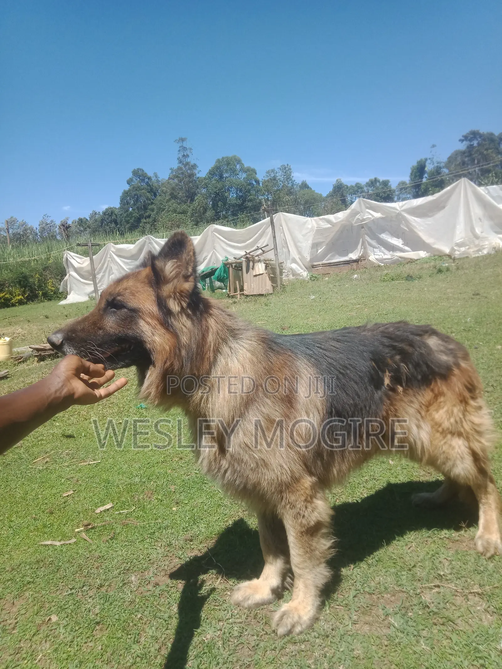 1+ year Male Purebred German Shepherd