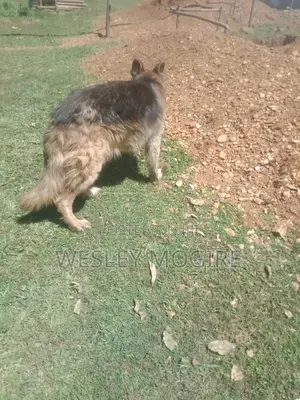 1+ year Male Purebred German Shepherd