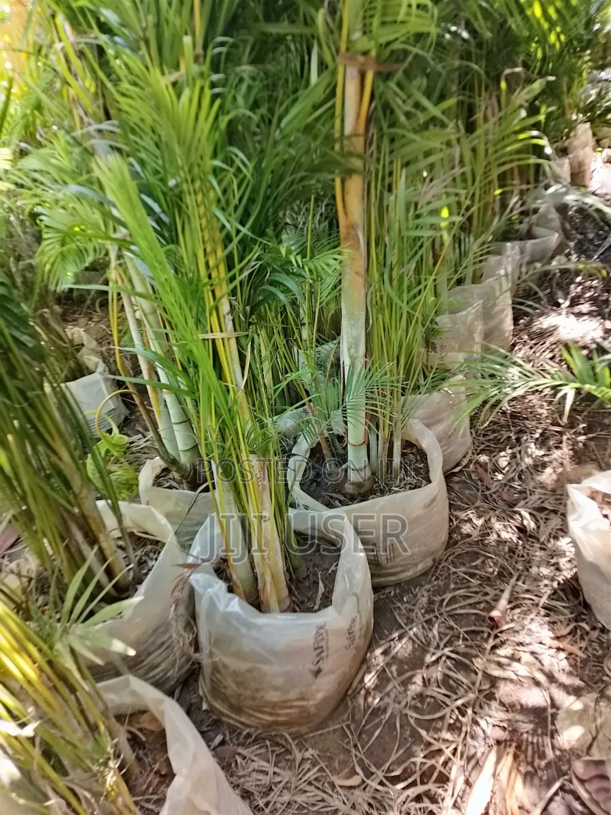 Golden Palm