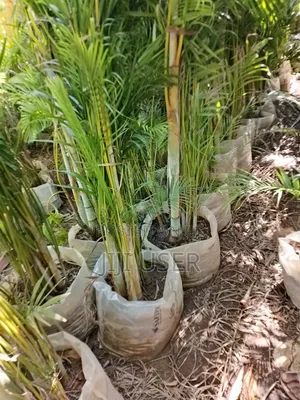 Golden Palm