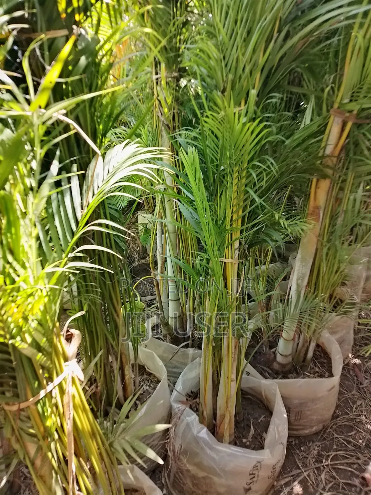 Golden Palm