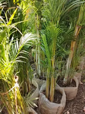 Golden Palm