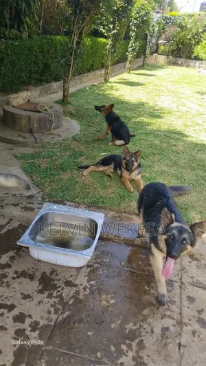 3-6 months Male Purebred German Shepherd