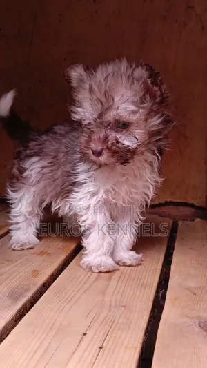 1-3 months Male Purebred Havanese
