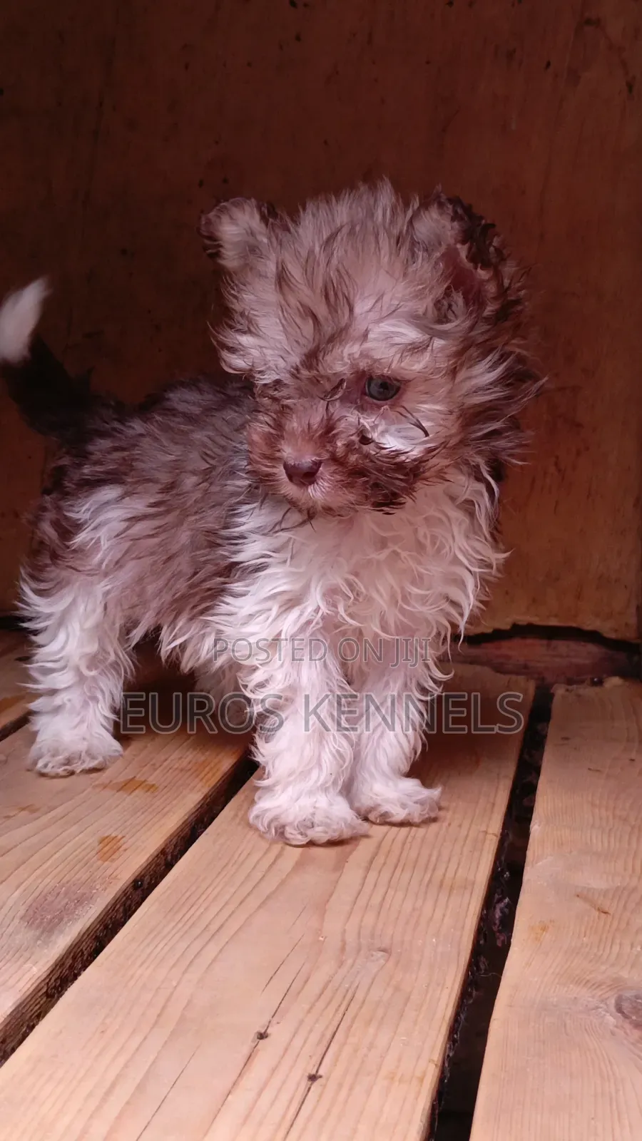 1-3 months Male Purebred Havanese