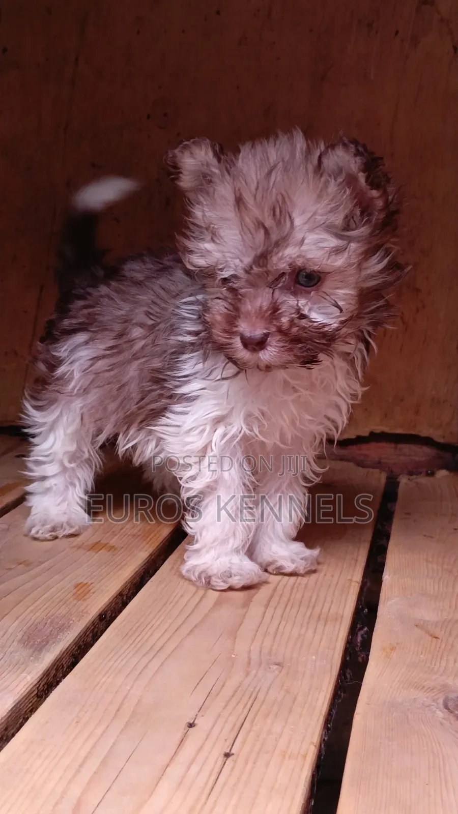 1-3 months Male Purebred Havanese
