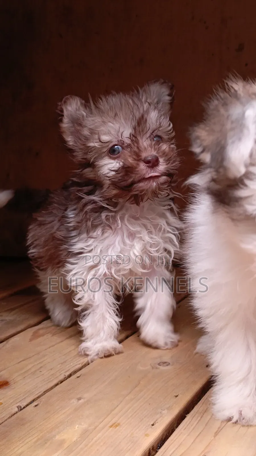 1-3 months Male Purebred Havanese