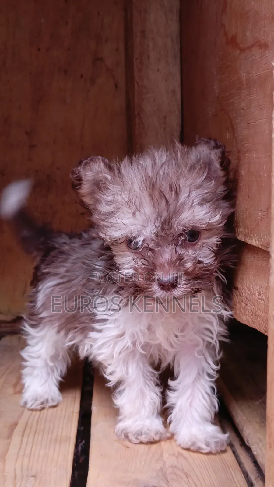 1-3 months Male Purebred Havanese