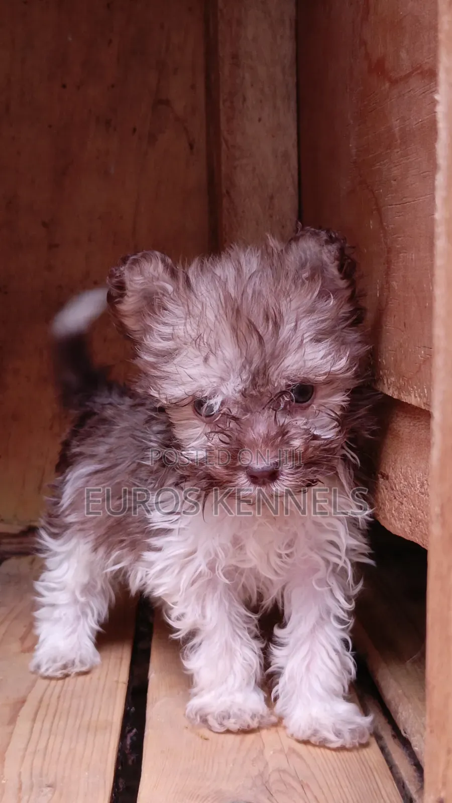 1-3 months Male Purebred Havanese